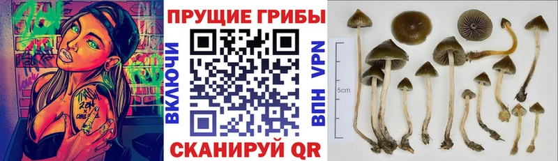 купить закладку  Ржев  Галлюциногенные грибы GOLDEN TEACHER 